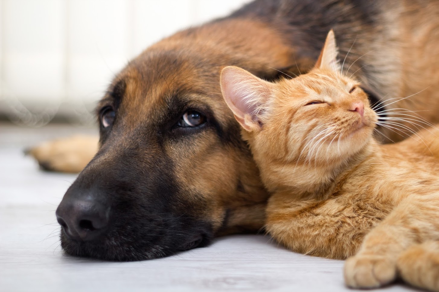 Do’s and Don’ts for Storing Your Pet’s Supplies